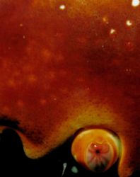 Crab Look.
the 1:1 Nikonos frame wouldn't fit both eyes,... by Erich Reboucas 